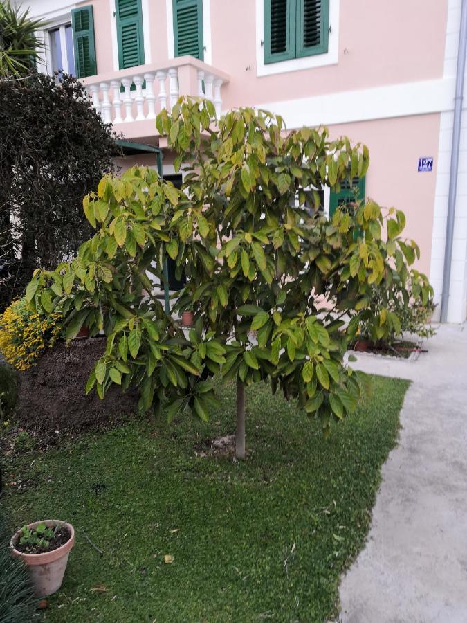 Apartment Dunja Djenovici Herceg Novi Exterior photo